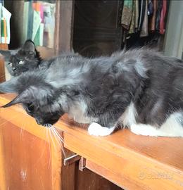 Maine Coon Smoke con bianco Pedigree