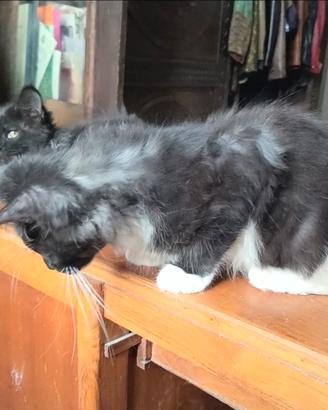 Maine Coon Smoke con bianco Pedigree