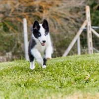 Cucciolo di Yakutian Laika