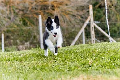Cucciolo di Yakutian Laika
