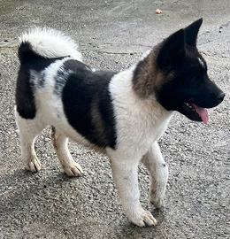 Cucciola di Akita Americano