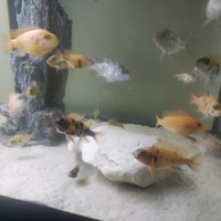 Ciclidi Aulonocara giovani