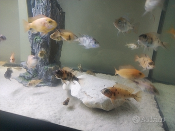 Ciclidi Aulonocara giovani