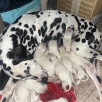 Cucciolo cane dalmata