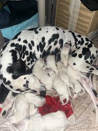 Cucciolo cane dalmata