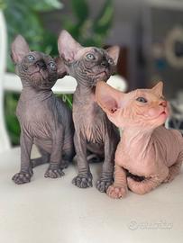 Cuccioli Sphynks