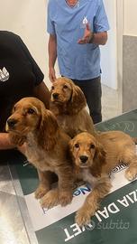 Cuccioli cocker spaniel *ULTIMA
