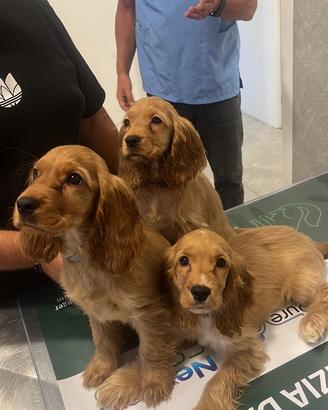 Cuccioli cocker spaniel *ULTIMA