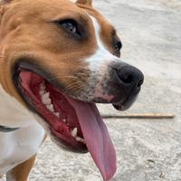 American Staffordshire iscritto Enci