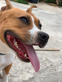 American Staffordshire iscritto Enci