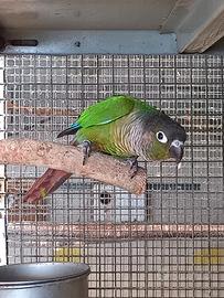 Conuro guance verdi/ pyrrhura molinae