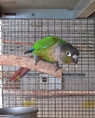 Conuro guance verdi/ pyrrhura molinae