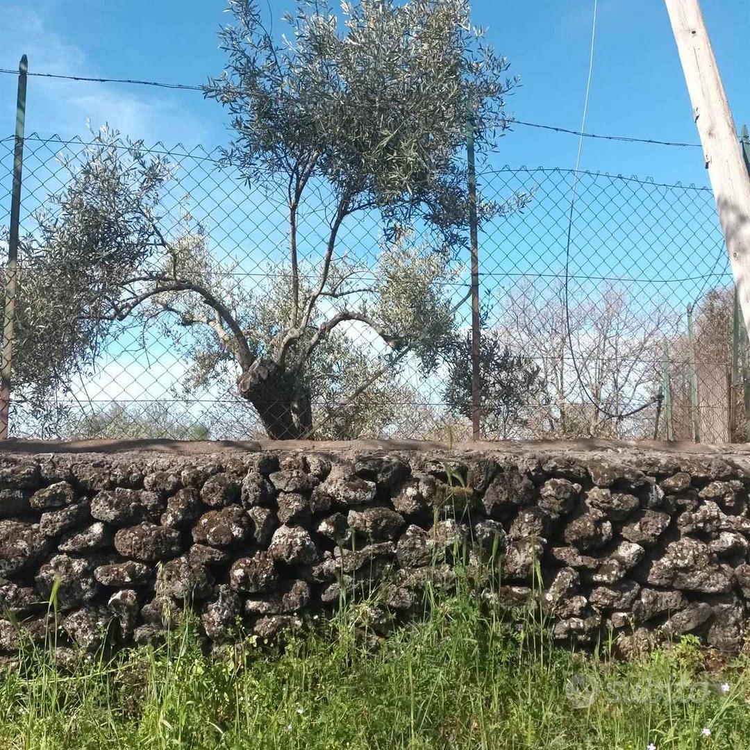 Rif.FF41| terreno agricolo belpasso - Vista 2