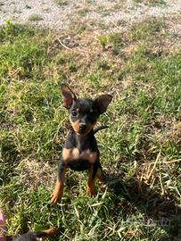 Cuccioli di Pincher toy