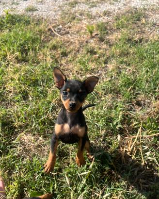 Cuccioli di Pincher toy