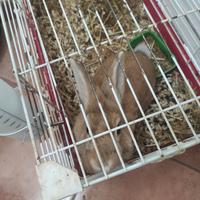 Coniglio testa di leone