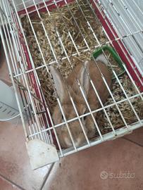 Coniglio testa di leone