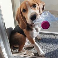 Beagle disponibile per monta
