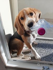 Beagle disponibile per monta