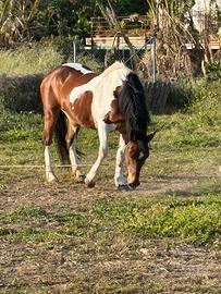 Cavalla