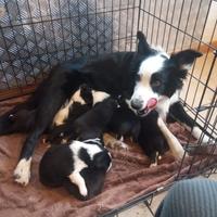 Cuccioli border collie