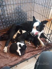 Cuccioli border collie