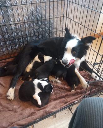 Cuccioli border collie