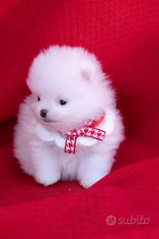Cucciolo Spitz nano TEDESCO Pomerania
