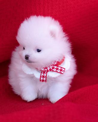 Cucciolo Spitz nano TEDESCO Pomerania