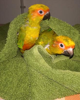 Coppia di conuri del sole