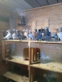 Colombi viaggiatori a blocco