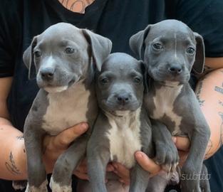 Cuccioli di PITBULL blue Nose