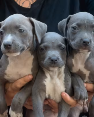 Cuccioli di PITBULL blue Nose