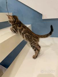 cucciolo gatto bengala 