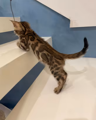 cucciolo gatto bengala 