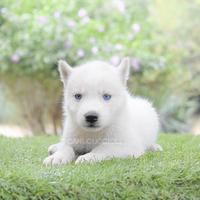 Husky cucciolo disponibile