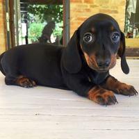 Bassotti cuccioli Kaninchen e Nani Pedigree Enci