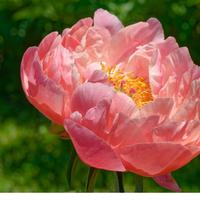 Pianta di peonia Kings’day