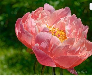 Pianta di peonia Kings’day