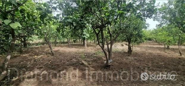 Terreno agricolo-edificabile Fiumefreddo d Sicilia - Vista 5
