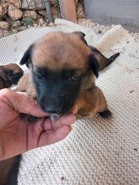 Cuccioli di pastore belga malinois