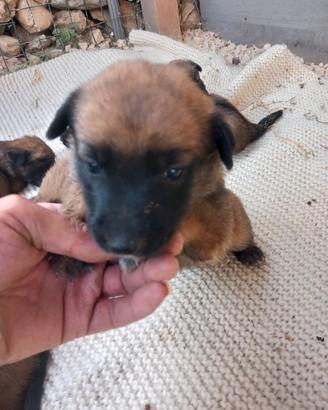 Cuccioli di pastore belga malinois