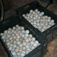 palline da golf varie - varie centinaia