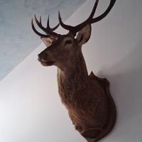 arredamento collezionismo