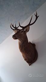 arredamento collezionismo