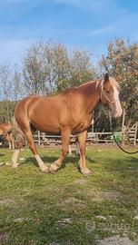 Cavallo