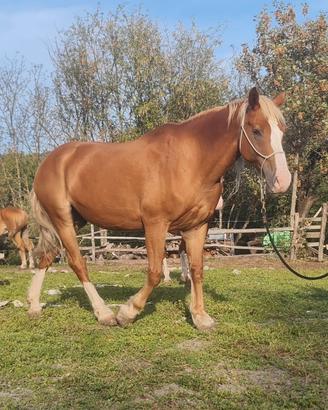Cavallo