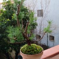 bonsai di pinus pinea 