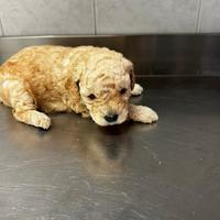 Barboncino Albicocca