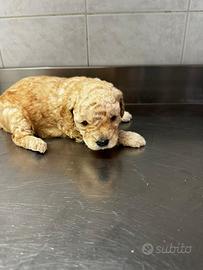 Barboncino Albicocca